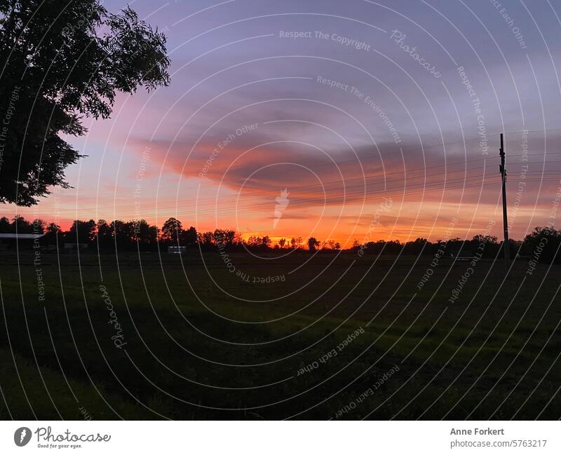 Sonnenuntergang über Bäumen im Hintergrund. Bäume am Horizont Silhouette Himmel Natur Landschaft Außenaufnahme Menschenleer