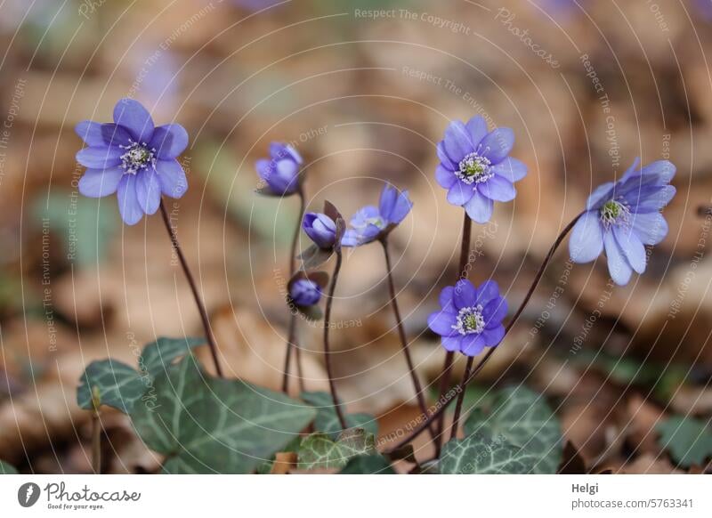 Leberblümchen im Wald Blume Blüte Waldboden Frühling Vorfrühling Frühblüher blühen wachsen Natur Pflanze Schwache Tiefenschärfe Farbfoto Außenaufnahme