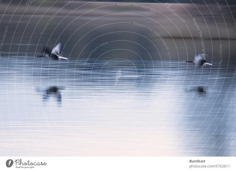 Gänse flach über dem See Vogel Vögel Gans Wildgans Wildtier Tiergruppe Vogelflug fliegen Zugvogel Bewegung Zugvögel Wasser Wellen blaugrau