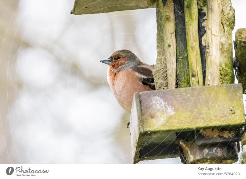 Buchfink Fringilla coelebs Vogel Sperlingsvögel Passeriformes Futterplatz Vogelfotografie Singvogel Vogelwelt Baum Vogelaufnahme Teleaufnahme Finken