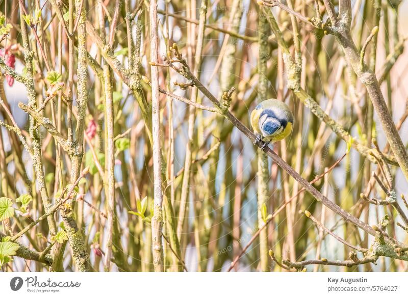 Blaumeise Meise Futterplatz Vogel Aufnahme Tele Aufnahme Vogel Fotografie Vogelwelt Tierreich Gefieder blau gelb Schnabel Singvögel Pflanzen Körpergröße