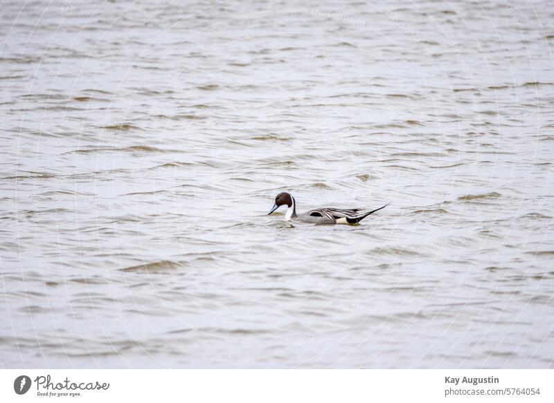 Spießente Nordseeufer Wasser Natur Deutschland Landschaft Nordseeküste Küste Farbfoto Wattenmeer Naturschutzgebiet Schleswig Holstein Außenaufnahme