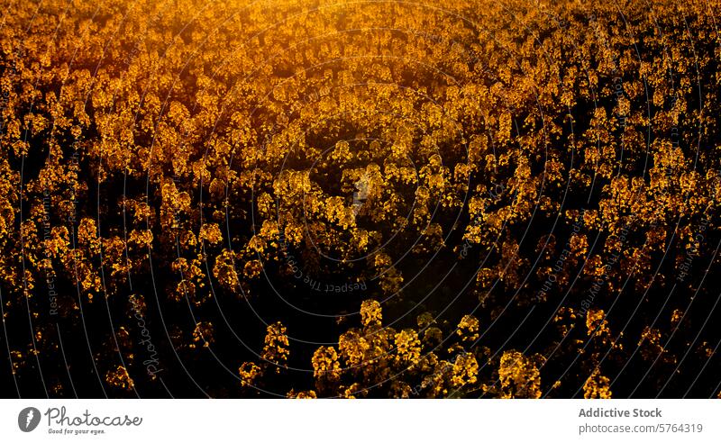 Goldene Rapsfelder bei Sonnenuntergang in Guadalajara, Spanien Feld golden Überstrahlung Ackerbau ländlich Landschaft warm glühen Natur Pflanze Ernte