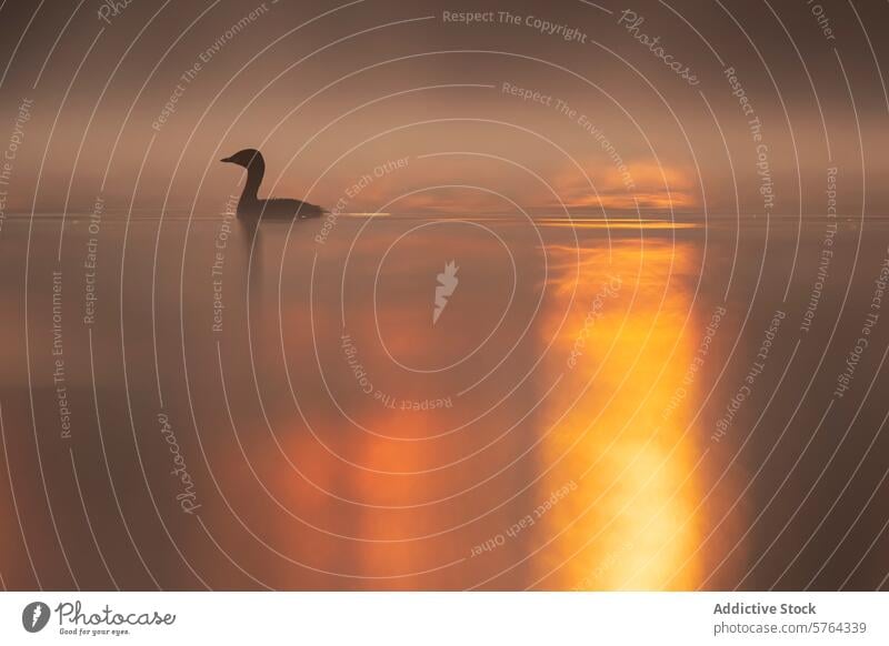 Mysteriöse Ente Silhouette auf nebligen See bei Sonnenaufgang Nebel ruhig Gelassenheit warm glühen Tierwelt Natur Wasser Vogel Reflexion & Spiegelung Morgen