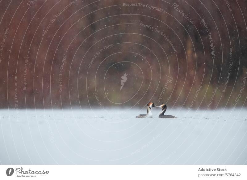 Schneereicher Balztanz von Haubentauchern auf einem ruhigen See Balzen Tanzen verschneite Gelassenheit Schneefall Tierwelt Wald Hintergrund Vogel Natur Wasser