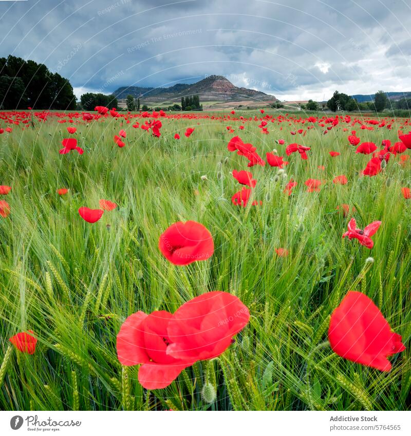 Üppiges grünes Feld mit leuchtend roten Mohnblumen unter bewölktem Himmel Weizen wolkig Berge u. Gebirge Natur pulsierend Landschaft malerisch Flora Wildblume