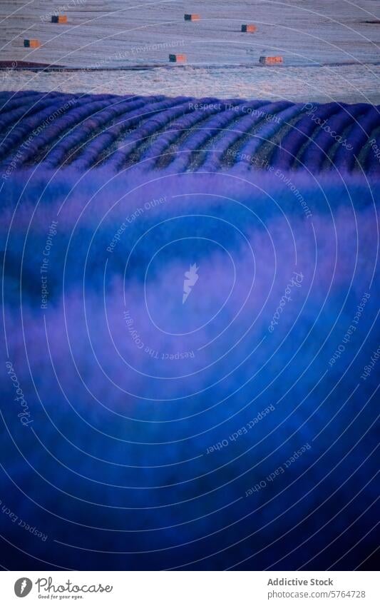 Heiteres Lavendelfeld in der Abenddämmerung Feld ruhig purpur Landschaft weich Farbtöne rollierend kultiviert Ackerbau Gelassenheit geblümt Blütezeit
