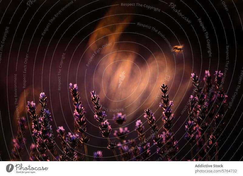 Ätherisches Lavendelfeld mit schwebender Biene in der Abenddämmerung Feld Flug Natur itim Licht Gelassenheit geblümt Blütezeit Ackerbau Bodenbearbeitung Essenz