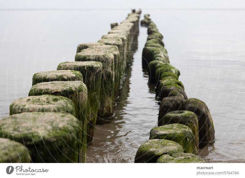 Doppelreihe von vermoosten Buhnen an der Ostsee auf Usedom buhnen ostsee moss vermosst reihen küstenschutz parallel auseinaderdriften auseinader weichen