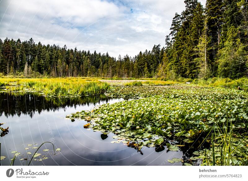 still ruht der see Blätter Park Nordamerika Blatt grün Wasserpflanze Pflanze Blumen Natur Seerosen Stanley Park Kanada Vancouver