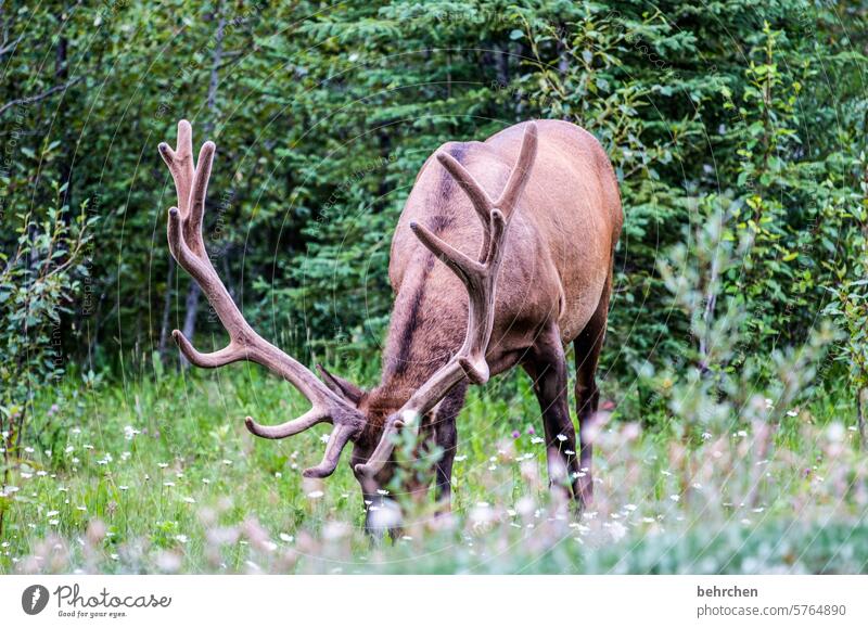 wapiti grasen Fressen wild Tierliebe beeindruckend Geweih Hirsche Wapiti-Hirsche Wildtier Ferne Fernweh Menschenleer Alberta fantastisch besonders Tourismus