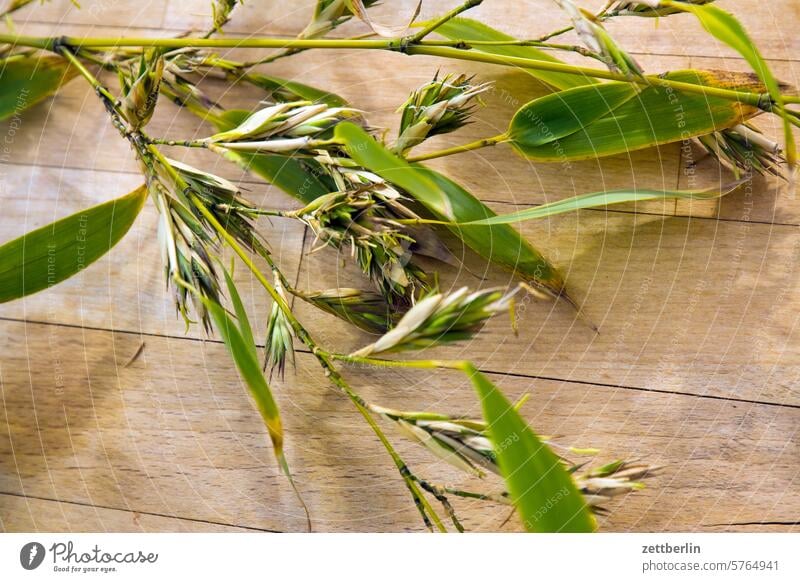 Blühender Bambus ast baum blühen blüte erwachen ferien frühjahr frühling frühlingserwachen garten knospe menschenleer nachbarschaft natur pflanze ruhe saison