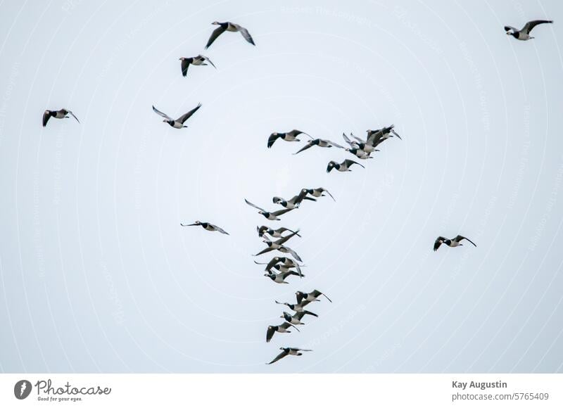 Schwarm Nonnengänse Vogel Gänse Natur Freiheit Tiergruppe Gans Himmel Vögel fliegen Zugvögel Vogelschwarm Vogelzug Wildgans Außenaufnahme Wildtier Zugvogel