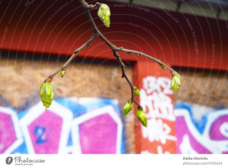 Zarte, grüne Baumknospe vor Gebäudewand mit Graffiti. Knospe Frühling Sprießen Grün Nahaufnahme urbane Natur Details wachsen blühen zweig Neuanfang Baumblüte