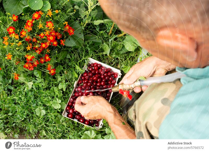 Anonymer Mann erntet frische Kirschen in einem üppigen Garten Person anonym Ernten reif Container Ansicht von oben Grün Blumen Gartenarbeit üppig (Wuchs)