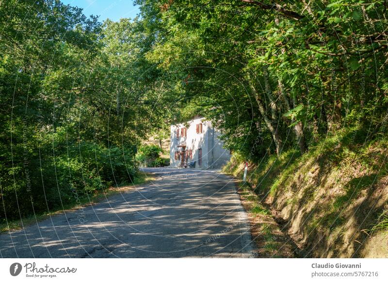 Landstraße bei Capolona, Toskana Arezzo Europa Italien Farbe Tag grün Haus Natur Fotografie Pflanze Straße Sommer reisen Baum