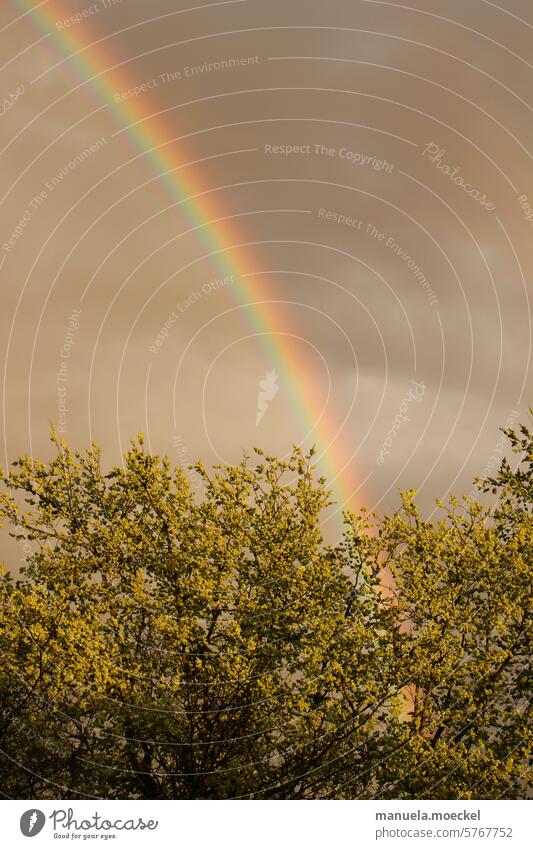 Regenbogen am Himmel mit Baum im Vordergrund Gewitter Wolken Orange Gelb Grün Hellblau Indigo Violett Blätter Ast Äste Licht grau