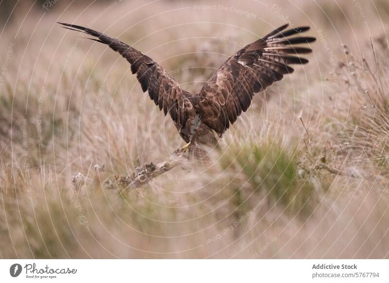 Majestätischer Mäusebussard bereitet sich in seinem natürlichen Lebensraum auf den Flug vor Bussard buteo buteo Vogel Spannweite Greifvogel Abflug Tierwelt