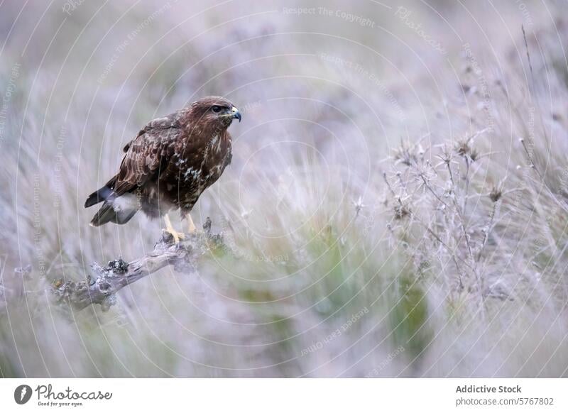 Mäusebussard in seinem natürlichen Lebensraum Bussard buteo buteo Vogel Raptor Ast Barsch Natur Tierwelt Federn Schnabel Auge Raubtier braun Flügel Gefieder