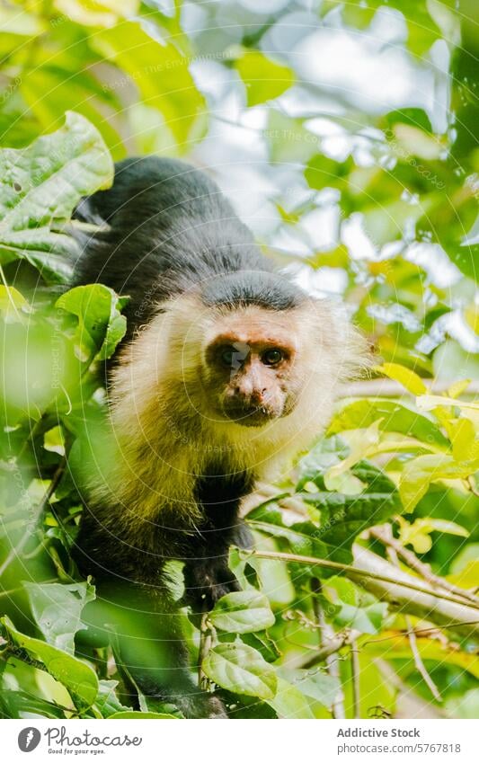 Kapuzineraffe inmitten des costaricanischen Laubes Weißgesichtskapuziner Affe Cebus capucinus Costa Rica Tierwelt Natur Laubwerk grün Schutzdach tropisch Primas