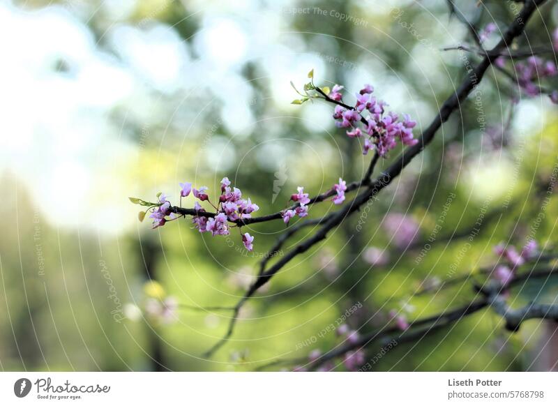 Blumen auf einem Zweig Natur Blütenbaum rosa hübsch Garten Frühling