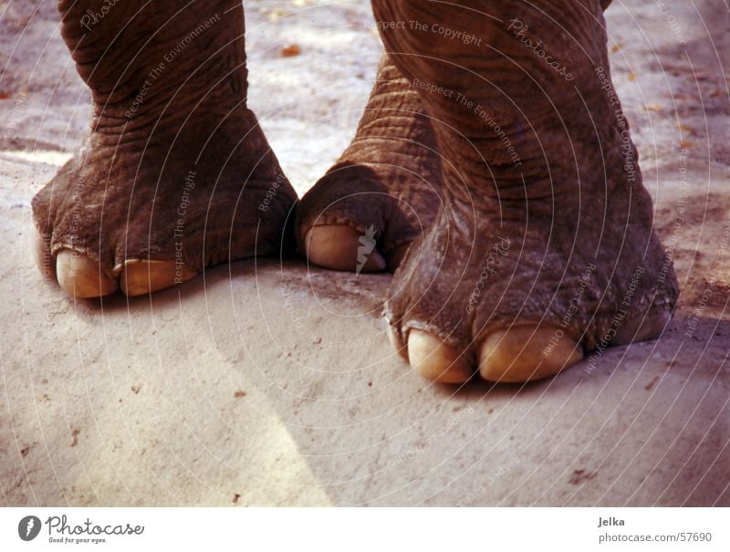 Eli feet Zoo Tier alt Elefant Zehen Nagel Tierfuß Huf animal animals elephants foot huftier ungulate Farbfoto