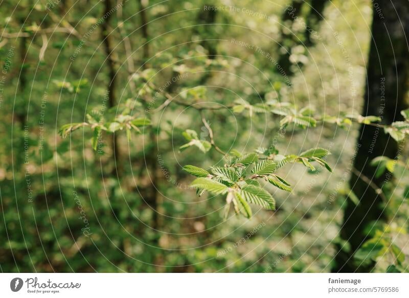 Blätter sprießen wieder- Frühjahr im Wald Frühling Blätterdach Blatt wachstum Grün Waldbaden ast zweig