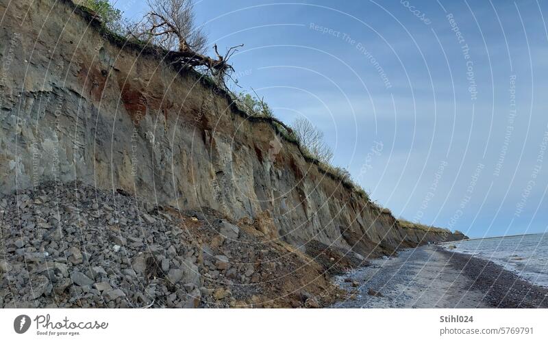 Steilküste an der Ostsee bei Warnemünde Sandstrand Strand Küste Meer steil Klippe Grasnarbe Baum Absturzgefahr Dünung Wasser Ferien & Urlaub & Reisen Tourismus