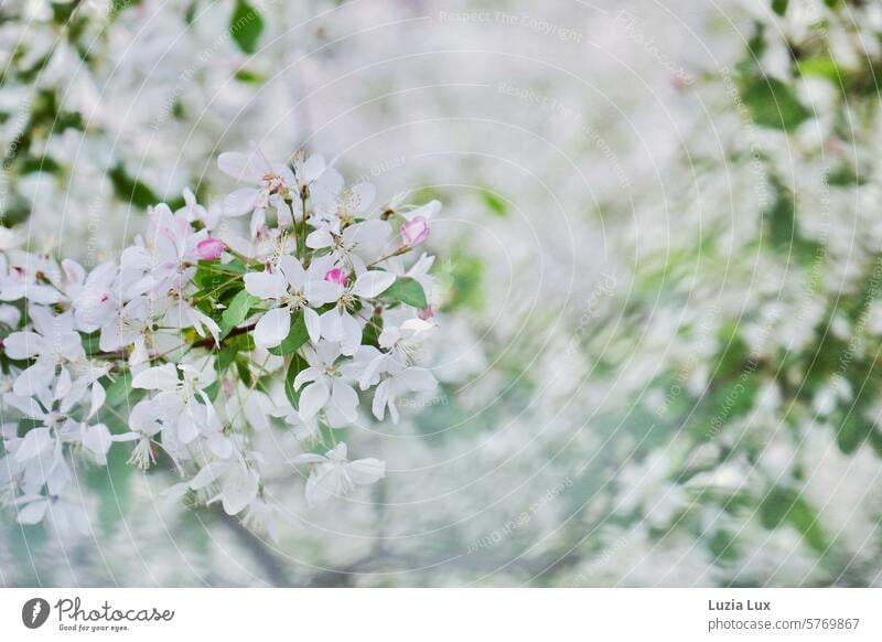 Baumblüte weiß Frühlingsgefühle blühen Blüten Jahreszeiten Blühend zart zierlich frisch Ast Zweig Blütenknospen erblühen zarte Blüten Frühlingstag Blütezeit