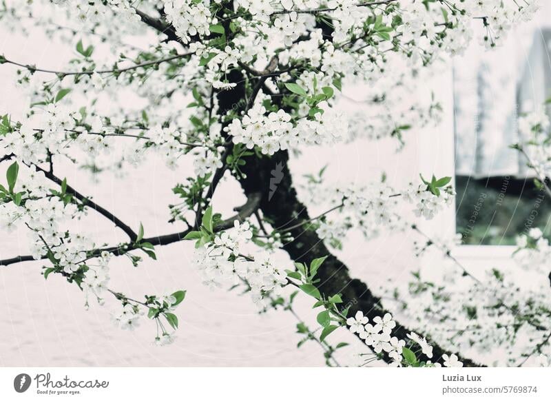 Baumblüte vor dem Fenster weiß Frühlingsgefühle blühen Blüten Jahreszeiten Blühend zart zierlich frisch Ast Zweig Blütenknospen Garten erblühen zarte Blüten