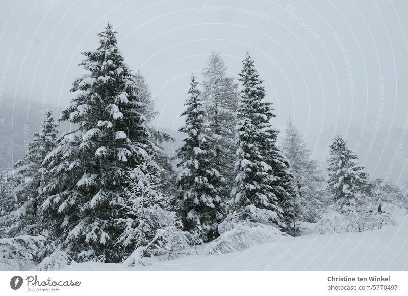 Wintertraum Tannen Schnee kalt verschneit Neuschnee Wintereinbruch weiß Winterstimmung Wintertag verschneite Tannen Schneelandschaft Winterlandschaft Kälte