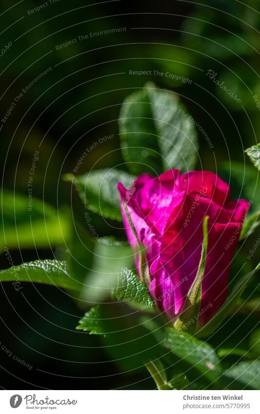 eine schöne pinkfarbene Blüte der Kartoffelrose / Rosa rugosa Rose Wildrose Sylter Rose Rosenblüte grün erblühen aufblühen Frühling Frühsommer Sommer Natur