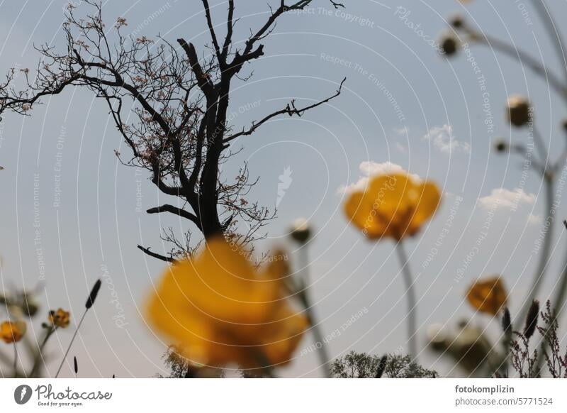 Der Sommer kommt! Blumen Baum Himmel Froschperspektive kahler Baum Natur Sommertag Sumpf-Dotterblumen Hahnenfuß Blüte Wiese Pflanze Frühling gelb Wiesenblume