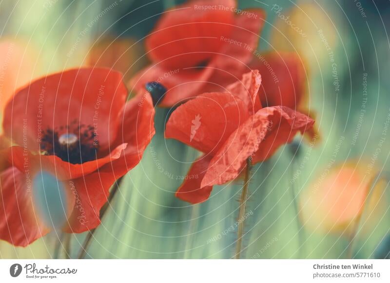 Mohn wie gemalt Klatschmohn Mohnblüte Papaver rhoeas Mohnblumen Mohnwiese Insektenweide Wiesenblume frühmorgens leuchtende Farben Unschärfe im Hintergrund Blüte