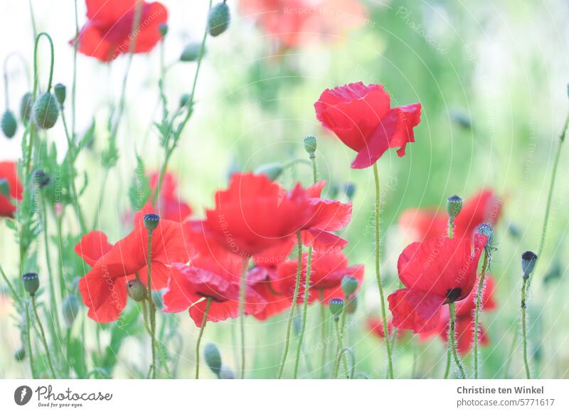 Mohnblüten im Garten Klatschmohn Wildblumen Sommer Licht rot Umweltschutz sommerlich Bienenweide Blume Frühsommer Flora natürlich blühen Grün Idylle friedlich