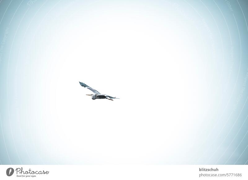 Ein Graureiher im Flug Fischreiher Vogel Reiher Tier Natur Tierporträt Wildtier Umwelt grau Pelecaniformes elegant Landschaft Fliegen Flügel Himmel fliegen