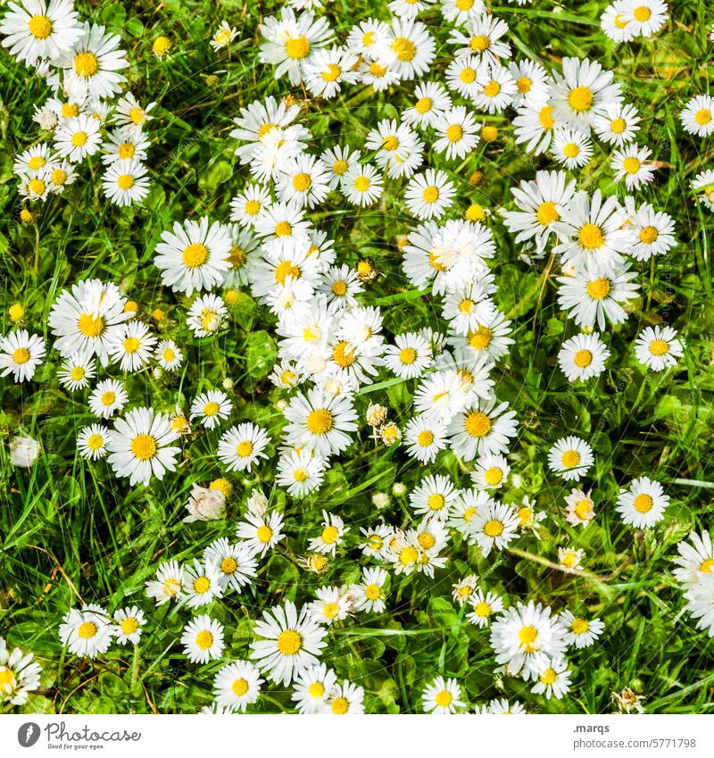 Sommerwiese Natur Frühling Blume Gänseblümchen Wiese blühen Wachstum Vitalität Blühend Blumenwiese wild hübsch grün Wildpflanze Wiesenblume geblümt