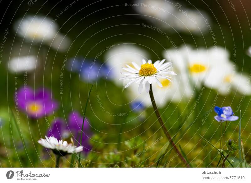 Die Margerite stellt sich in den Vordergrund Margeritenwiese Margeritenblüte margeriten Blume Natur Sommer Blüte weiß Pflanze Blühend gelb Frühling Wiese