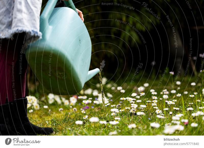 Blumenwiese Giessen Margerite Margeritenwiese Margeritenblüte margeriten Natur Sommer Blüte weiß Pflanze Blühend gelb Frühling Wiese Farbfoto Wildpflanze