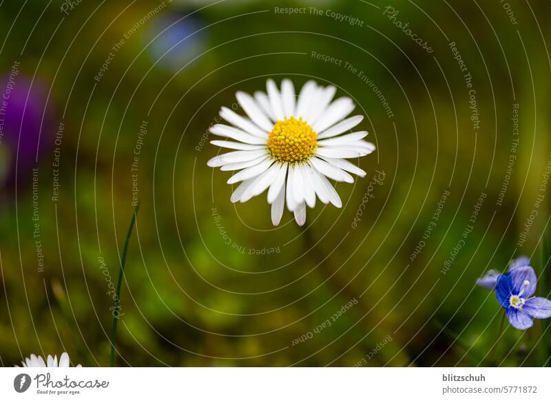 Die Margerite stellt sich in den Vordergrund Margeritenwiese Margeritenblüte margeriten Blume Natur Sommer Blüte weiß Pflanze Blühend gelb Frühling Wiese