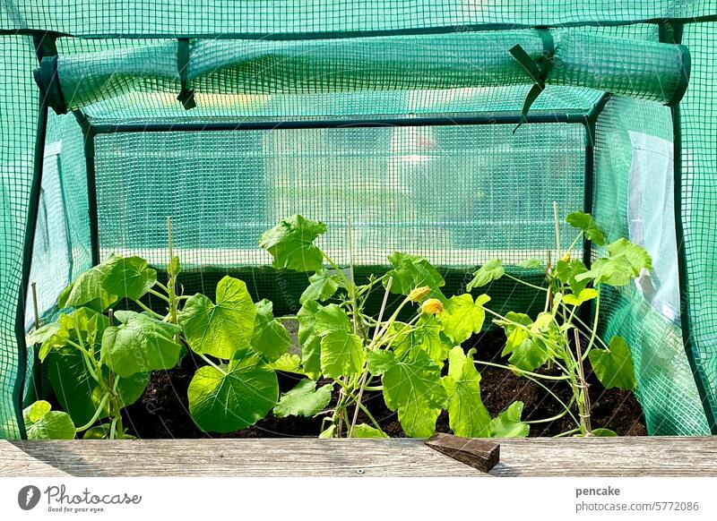 camp garden Pflanzen Gemüse Zucchini Kürbis Garten Hochbeet Frühbeet Schutz Zelt Camp Frühling Selbstversorger Kälteschutz Frostschutz wachsen Gartenarbeit grün