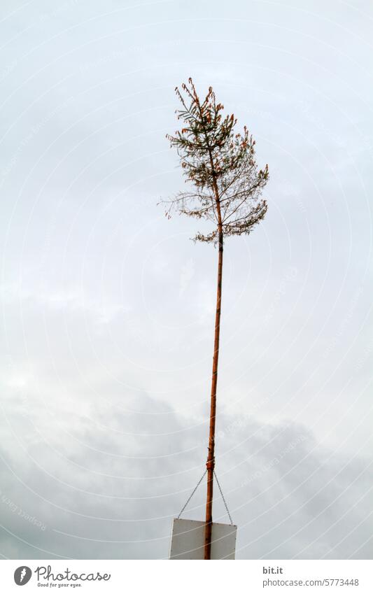 unbrauchbar l Einzelsteher Tanne Tannenbaum Wald Wachstum Baum grün Natur Nadelbaum Pflanze Umwelt natürlich Zweig Nadelwald Nadelbäume kaputt schräg krumm alt