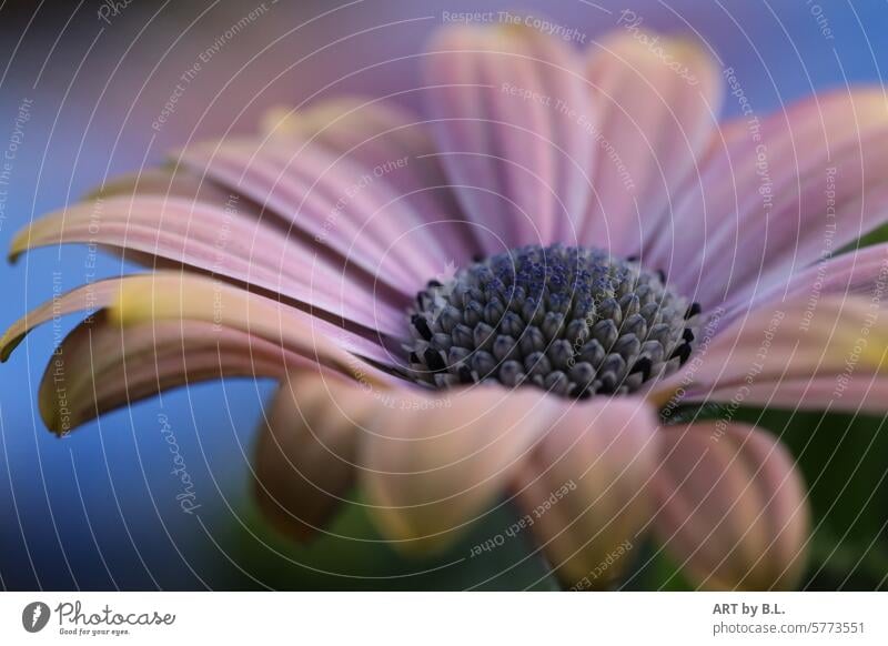 offen und schön anzusehen blume garten Art der Gattung Osteospermum Kapkörbchen blüte knospe nahaufnahme