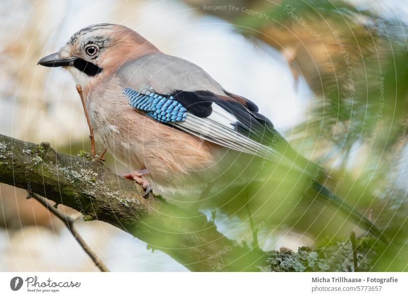 Eichelhäher im Baum Garrulus glandarius Tiergesicht Kopf Schnabel Auge Flügel Feder Krallen gefiedert Vogel Zweige u. Äste Blick Wildtier Natur beobachten