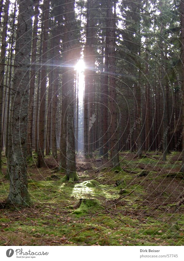 Erleuchtung Licht grün Wald Lampe Hoffnung lichtsstrahl sonne bäume Schatten Natur