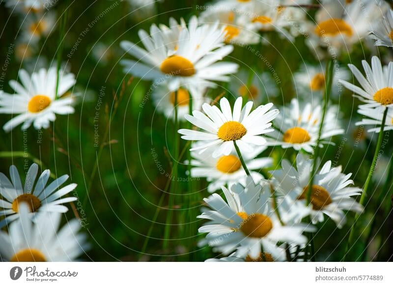 schöne grosse Margeriten Blume gelb Blüte Pflanze Blühend Sommer Natur Wiese Frühling Garten Blumenwiese Schwache Tiefenschärfe Wildblumen Wildpflanze