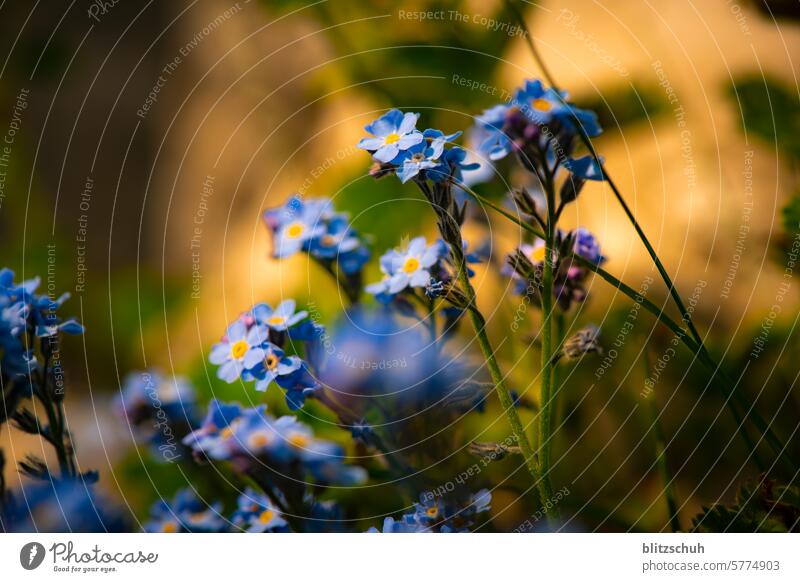 Vergissmeinnicht in voller Blüte Vergißmeinnicht Frühling Blume Pflanze Farbfoto Blühend Sommer Natur Garten Schwache Tiefenschärfe Wiese Nahaufnahme Unschärfe