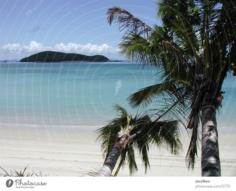 the_Beach Strand Palme Meer Sonne Urwald Insel