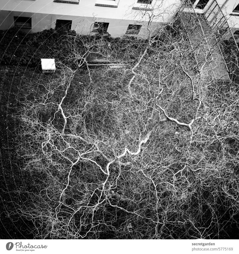 Von oben herab Baum hoch Schwarzweißfoto Außenaufnahme Natur Umwelt Kontrast Ast Äste Baumkrone Menschenleer Wachstum Licht Zweige u. Äste Vogelperspektive