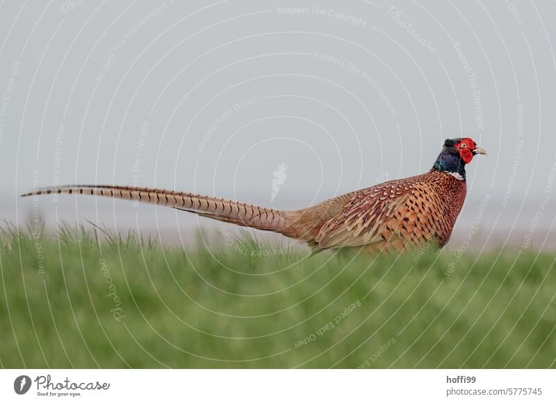 Nahaufnahme eines Fasans auf einer Wiese Vogel Feder Wildtier Schnabel Gefieder farbenfroh grün elegant blau Auge Farbe natürlich schön Außenaufnahme Tier